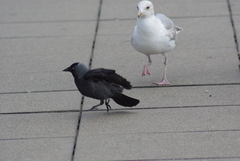 Corvus monedula