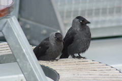 Corvus monedula