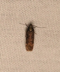 Chionodes formosella