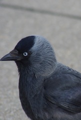 Corvus monedula
