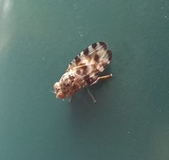 Pseudotephritis vau
