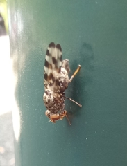 Pseudotephritis vau