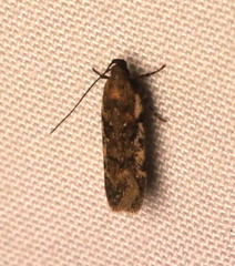Chionodes formosella