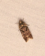 Chionodes formosella