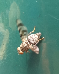 Pseudotephritis vau