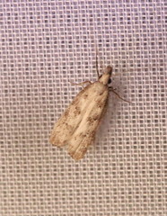 Dichomeris inversella