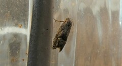 Ofatulena duodecemstriata