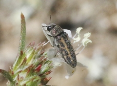 Anambodera nebulosa