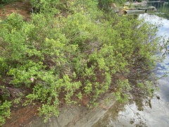 Myrica