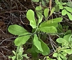 Myrica