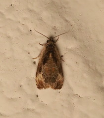Olethreutes connectum