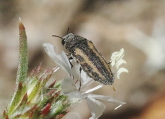 Anambodera nebulosa