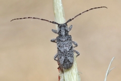 Lophopogonius crinitus