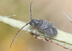 Lophopogonius crinitus