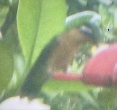 Lampornis