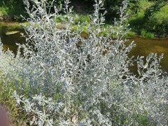 Artemisia sieversiana