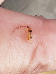 Hyaliodes