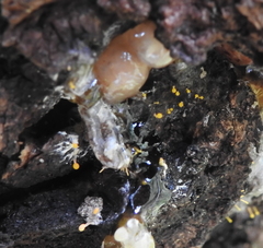 Eustilbum aureum