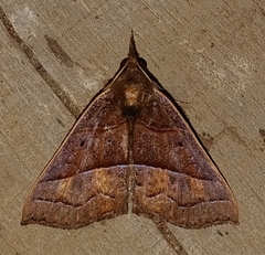 Hypena lollia