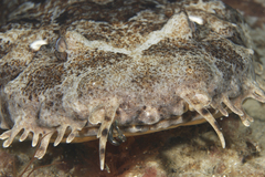 Orectolobus ornatus