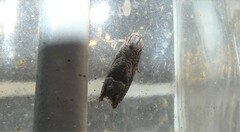 Ofatulena duodecemstriata