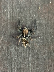 Plexippus paykulli