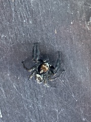 Plexippus paykulli