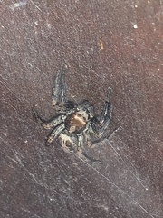 Plexippus paykulli