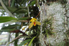 Maxillaria aureoglobula