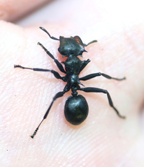 Cephalotes atratus