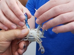 Callinectes similis