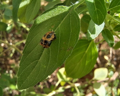 Harmonia axyridis