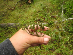 Ligusticum apiifolium