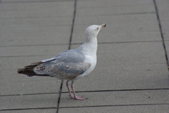 Larus argentatus