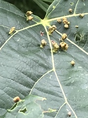 Phytoptus