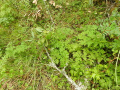 Ligusticum apiifolium