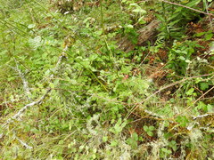 Ligusticum apiifolium