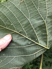 Phytoptus