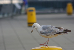 Larus argentatus