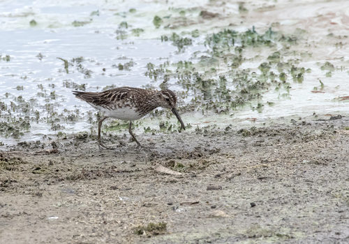Correlimos falcinelo (Calidris falcinellus)