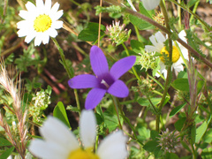 Campanula lusitanica