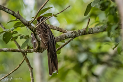 Dromococcyx phasianellus