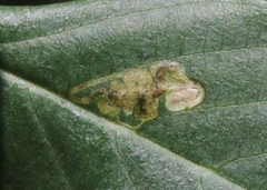Stigmella rhamnella