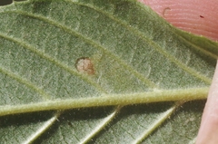 Stigmella rhamnella