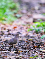 Crypturellus undulatus