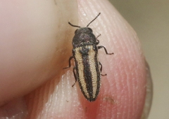 Anambodera gemina