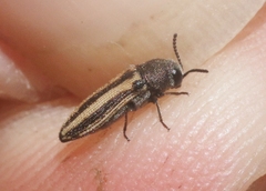 Anambodera gemina