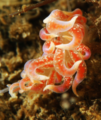 Phyllodesmium poindimiei