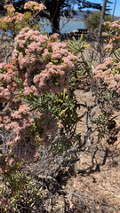 Eriogonum arborescens