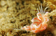 Phyllodesmium poindimiei